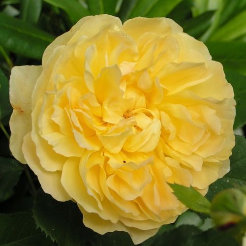 E-commerce, vendita, rose, in, vaso rose inglesi - giallo - Rosa Molineux - rosa dal profumo discreto - David Austin - Rosa inglese di piccole dimensioni. È adatta per la decorazione di aiuole e balconi